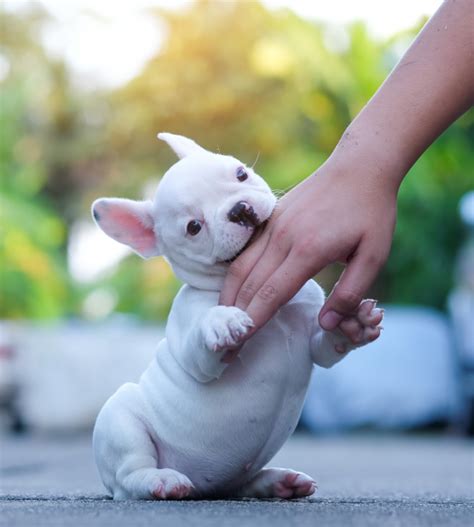 does renters insurance include dog bites