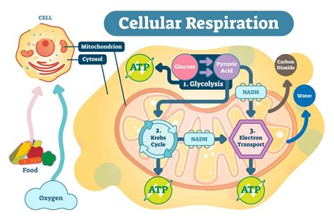 Does Respiration Require Atp