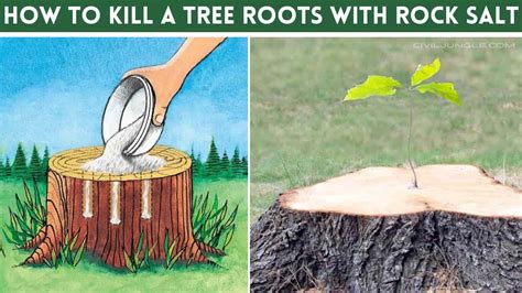 Does Rock Salt Kill Roots
