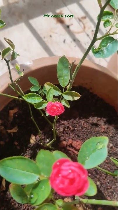 Does Rose Like Sun Or Shade