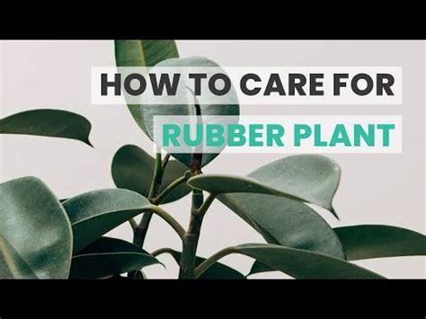 Does Rubber Tree Need Humidity