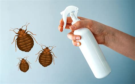 Does Rubbing Alcohol Kill Bed Bugs? The Pest Informer
