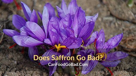 Does Saffron Go Bad