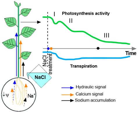 Does Salt Affect Photosynthesis
