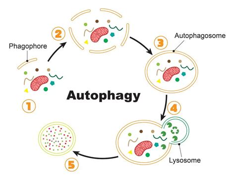 does salt break autophagy