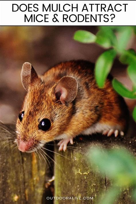 Does Sawdust Attract Mice