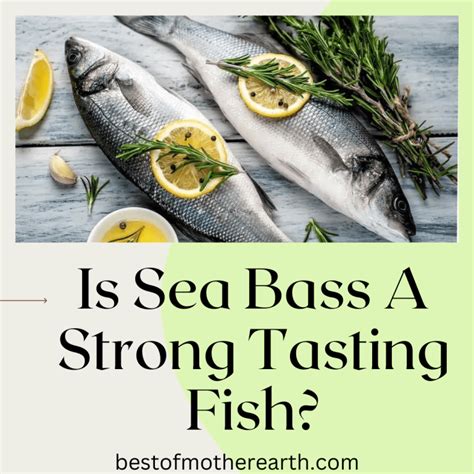 does sea bass taste fishy