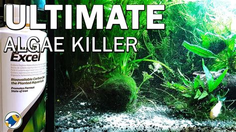 Does Seachem Excel Kill Algae