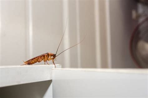 Does Seeing A Cockroach Mean Infestation