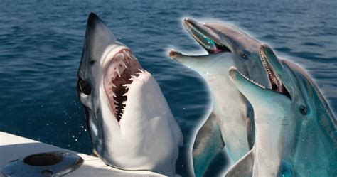 Debunking Myths: Do Sharks Eat Dolphins