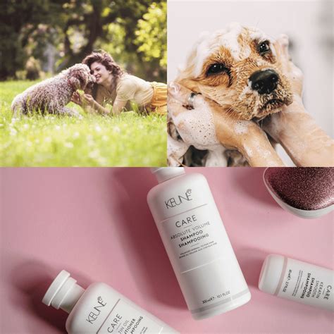 Does Shedding Shampoo Work