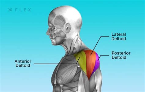 Does Shoulder Press Work Lateral Head