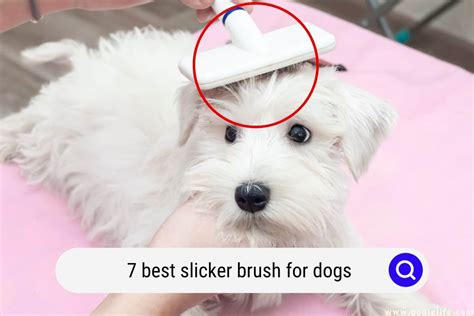 Does Slicker Brushes Hurt Dogs
