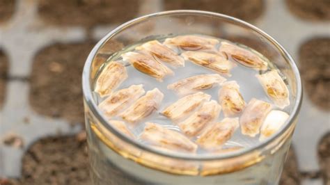 Does Soaking Vegetable Seeds Really Help Germination