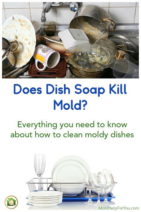 Does Soap And Water Kill Mold
