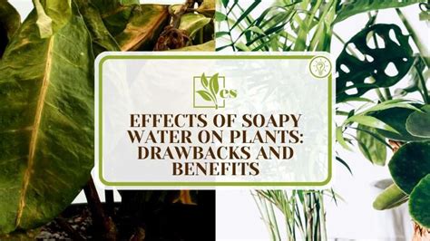 Does Soap Water Kill Plants