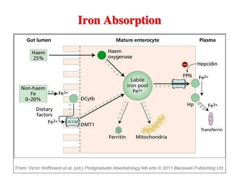 Does Soy Milk Block Iron Absorption