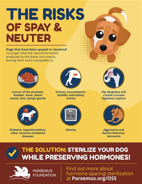 Does Spaying Affect A Dog S Coat