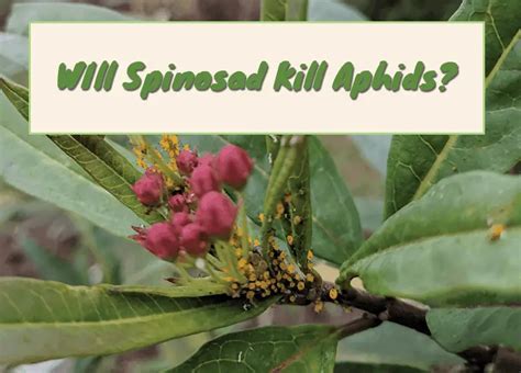 does spinosad kill aphids
