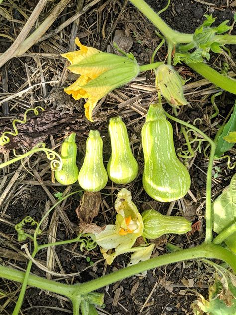 Does Squash Grow Vine