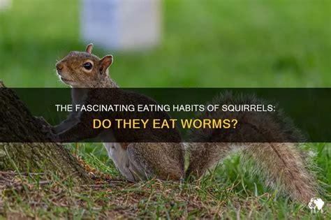 Does Squirrels Eat Worms