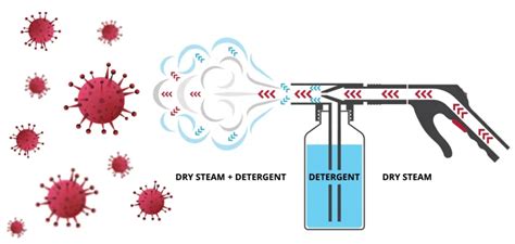 Does Steam Cleaning Kill Roundworm Eggs