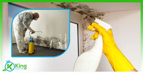 Does Steam Get Rid Of Mold