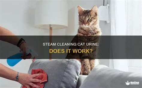Does Steam Kill Cat Urine
