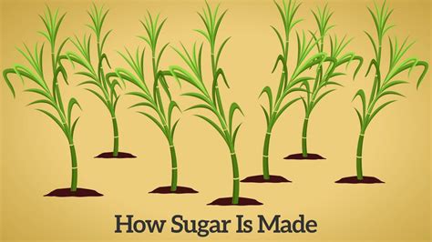Does Sugar Cane Make Sugar