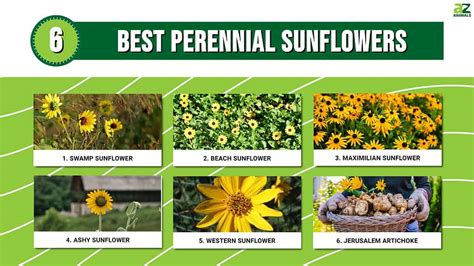 Does Sunflowers Grow Back Each Year