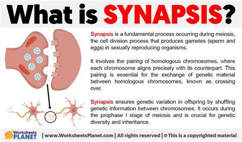 does synapsis occur in mitosis