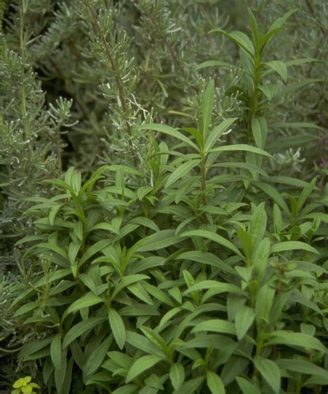 Does Tarragon Taste Of Aniseed
