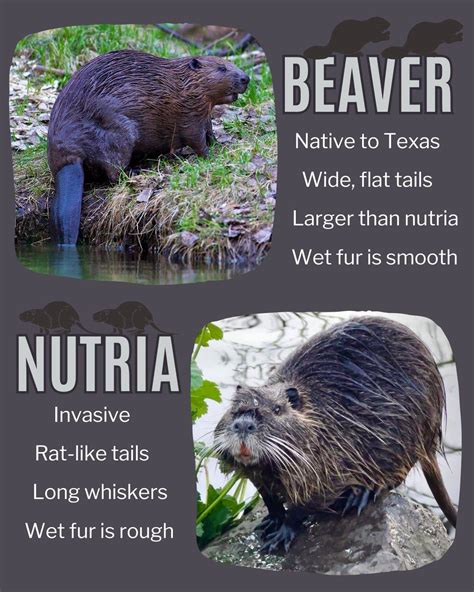 Does Texas Have Beavers