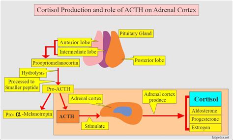 Does The Adrenal Cortex Secrete Acth