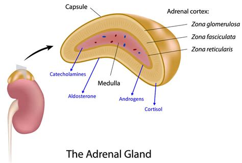 Does The Adrenal Cortex Secrete Testosterone