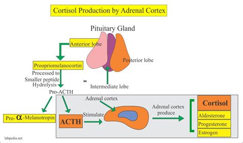 Does The Adrenal Gland Secrete Cortisol
