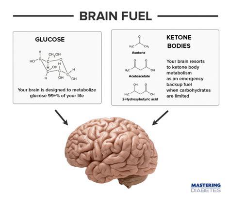 Does The Brain Use Ketones