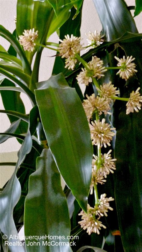 Does The Corn Plant Bloom