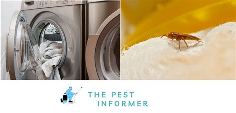 Does The Dryer Kill Bugs