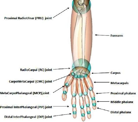 Does The Forearm Include The Hand