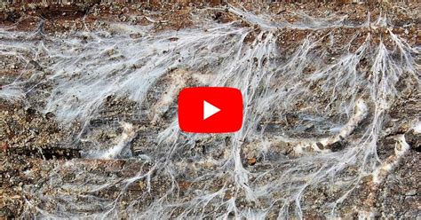 Does The Plastic Rot