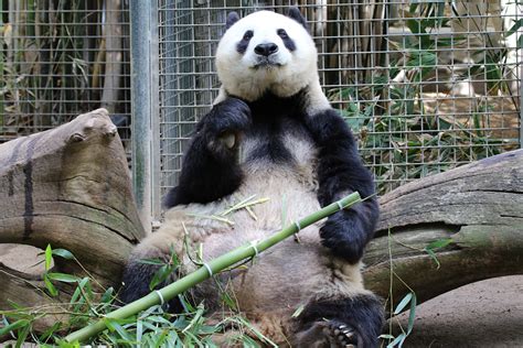 does the san diego zoo have pandas