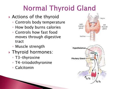 does the thyroid regulate body temperature