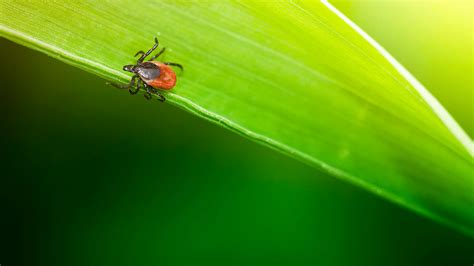 Does Ticks Fall Out Of Trees