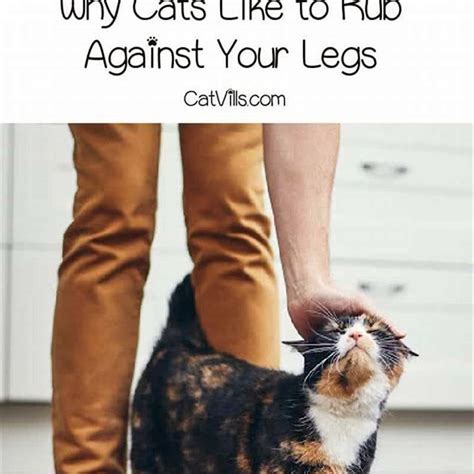 Does Time Out For Cats Work