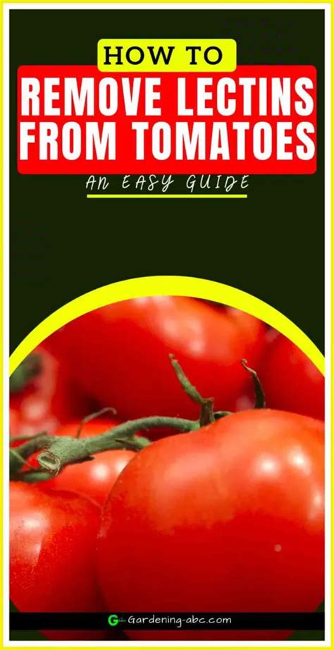 Does Tomatoes Contain Lectins