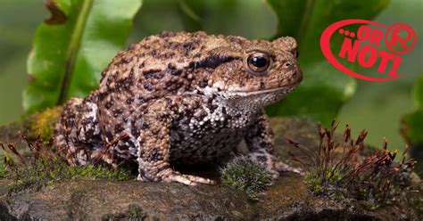 Does Touching Toads Cause Warts
