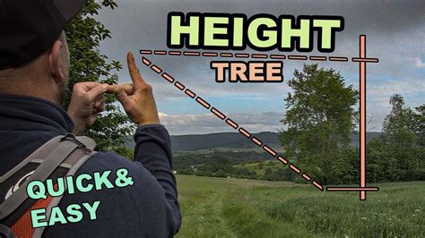 Does Tree Height Include Stand