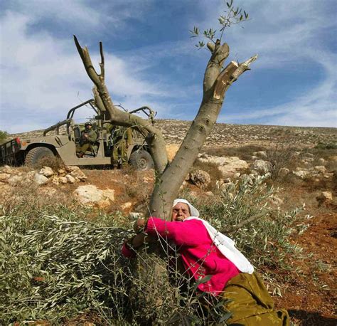 does tree hut support palestine