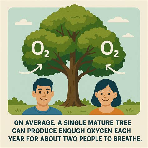 Does Trees Create Oxygen